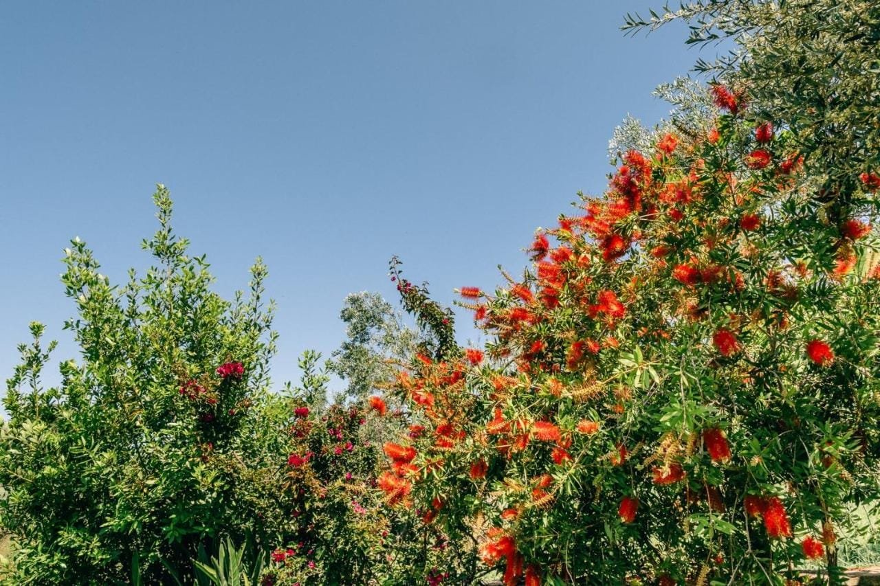 Bougainvillea against the Cretan sky